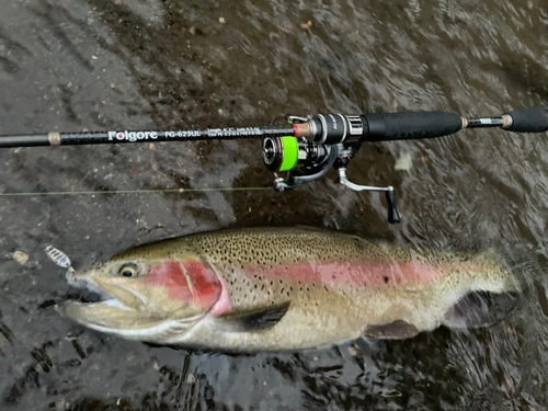 ニジマスの釣果