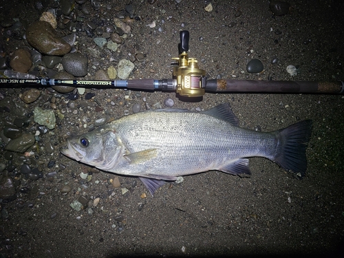 ヒラスズキの釣果