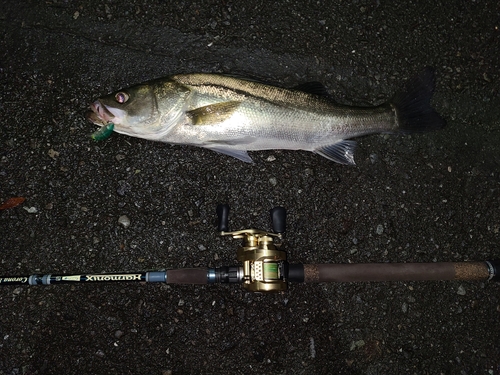 スズキの釣果