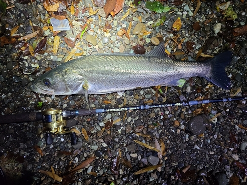 スズキの釣果