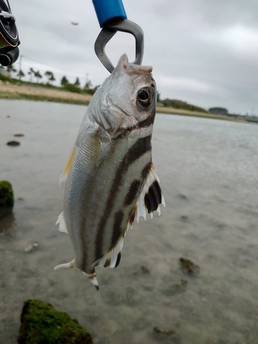 コトヒキの釣果