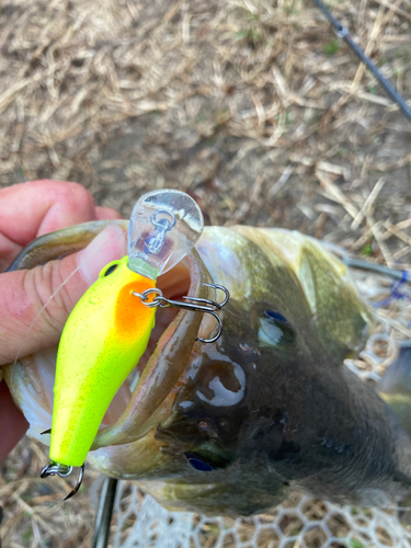 ラージマウスバスの釣果