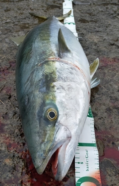 ブリの釣果