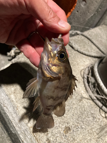 シロメバルの釣果