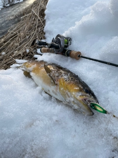 ブラウントラウトの釣果