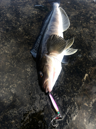 ホッケの釣果