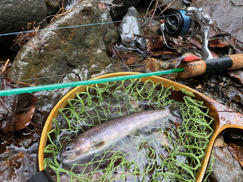 イワナの釣果