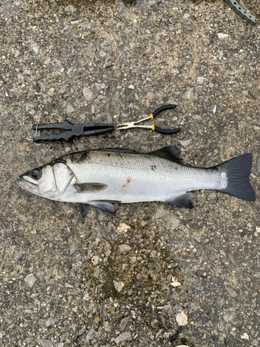 ヒラスズキの釣果