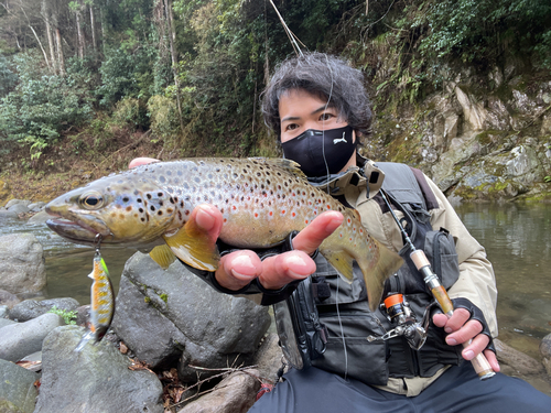 ブラウントラウトの釣果