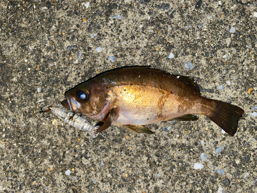 メバルの釣果