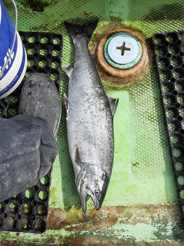 サクラマスの釣果