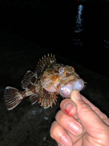 カサゴの釣果