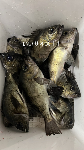 メバルの釣果