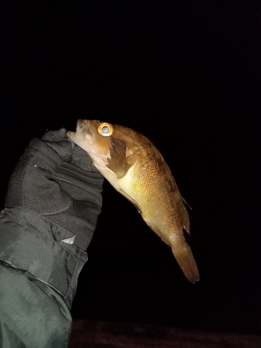 エゾメバルの釣果