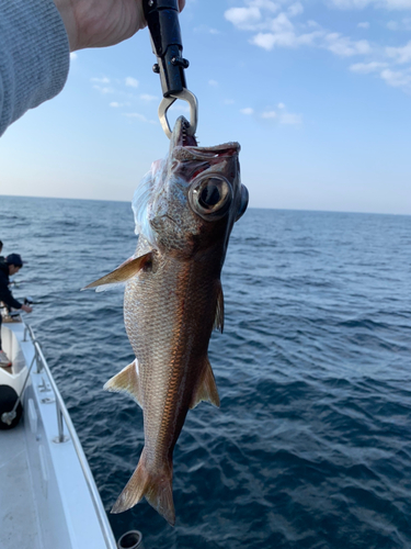 クロムツの釣果