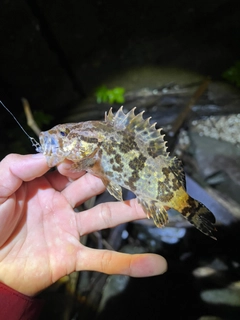 タケノコメバルの釣果