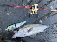 シーバスの釣果