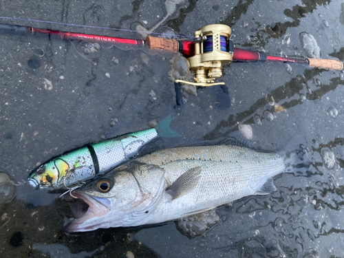 シーバスの釣果