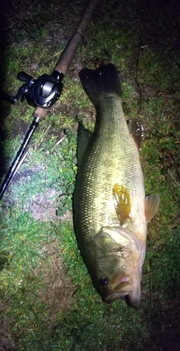 ブラックバスの釣果