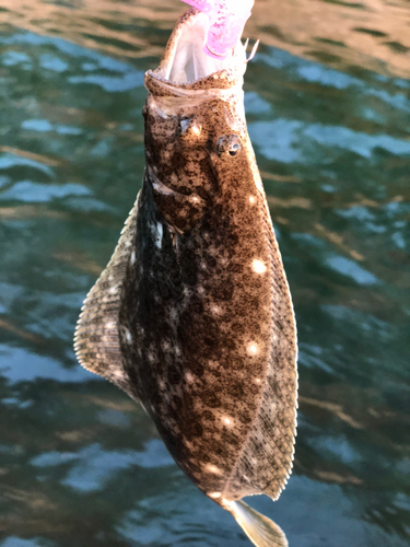 ソゲの釣果