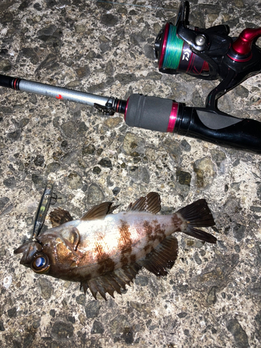 シロメバルの釣果