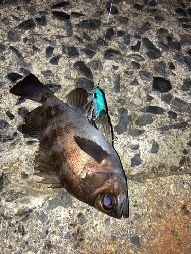 シロメバルの釣果