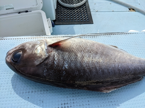 メダイの釣果