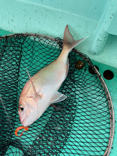 タイの釣果