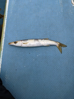 アカカマスの釣果