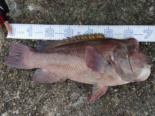 コブダイの釣果