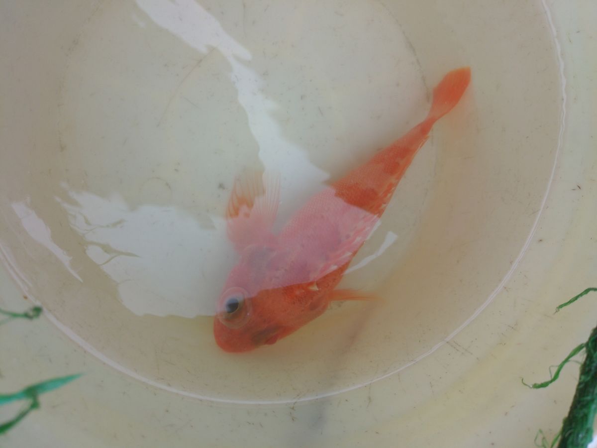 にゃぎだもさんの釣果 2枚目の画像