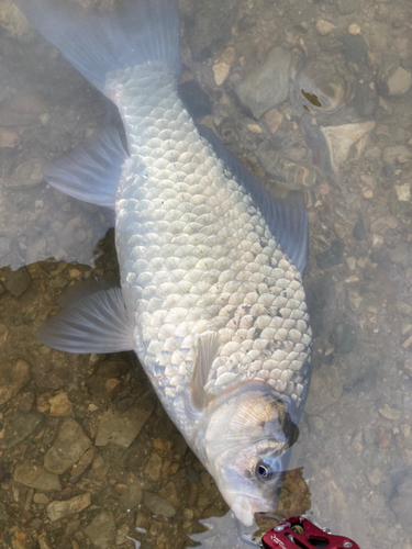 フナの釣果