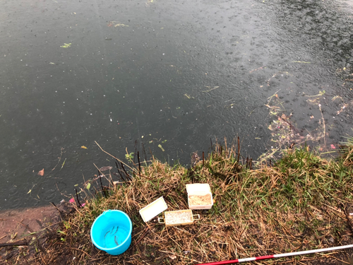 コアユの釣果