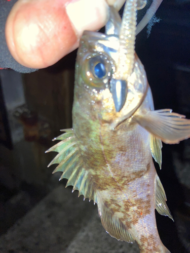 シロメバルの釣果