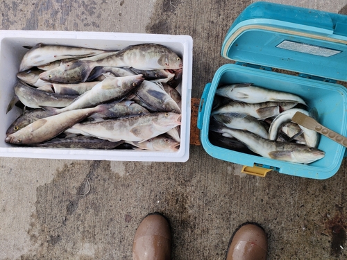 ホッケの釣果