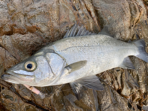 ヒラスズキの釣果