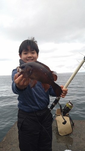 クロメバルの釣果