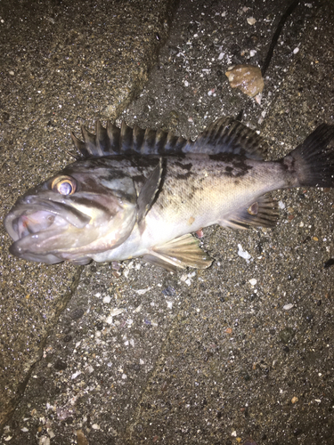 クロソイの釣果