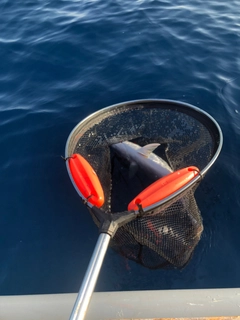 カンパチの釣果