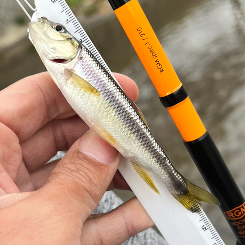 カワムツの釣果