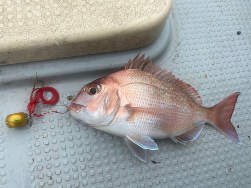 マダイの釣果