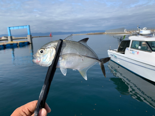 メッキの釣果