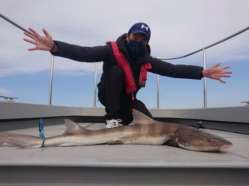 ドチザメの釣果