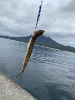 エソの釣果