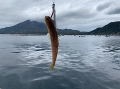 エソの釣果