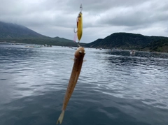 エソの釣果