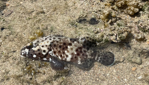 ヤイトハタの釣果