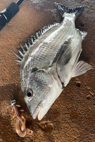 チヌの釣果