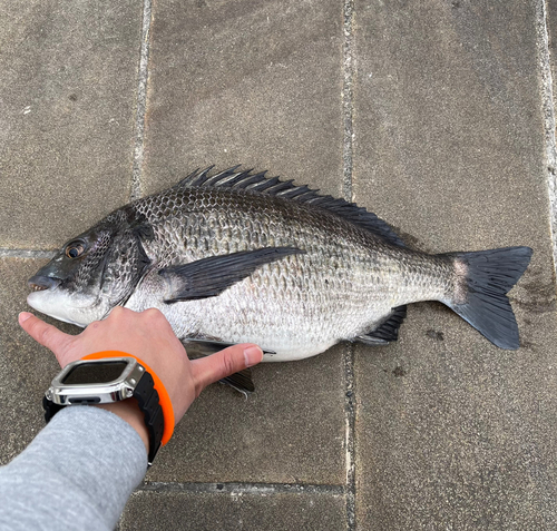 クロダイの釣果