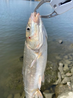 ウグイの釣果